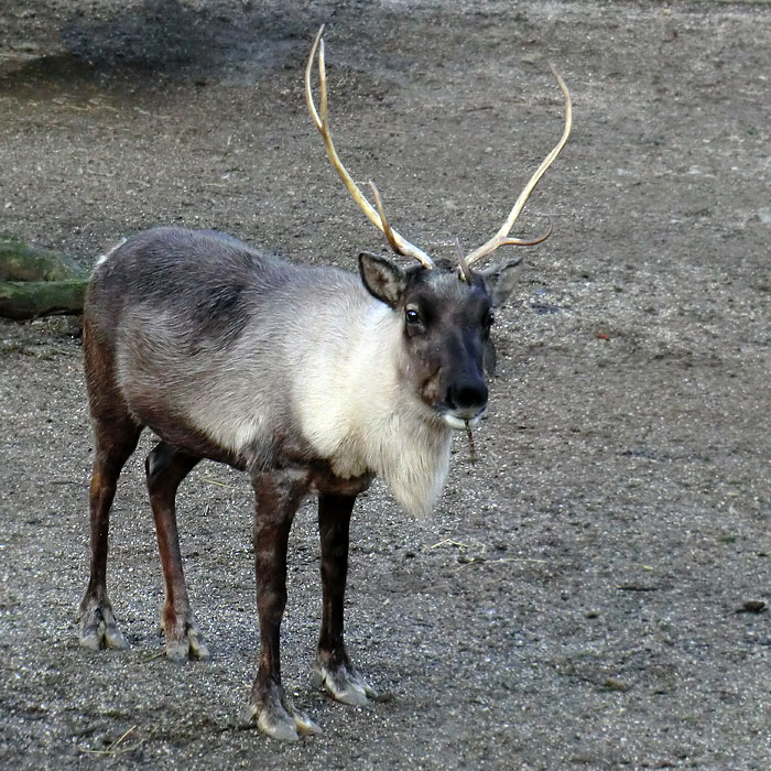 Rentier im Wuppertaler Zoo am 15. Januar 2012