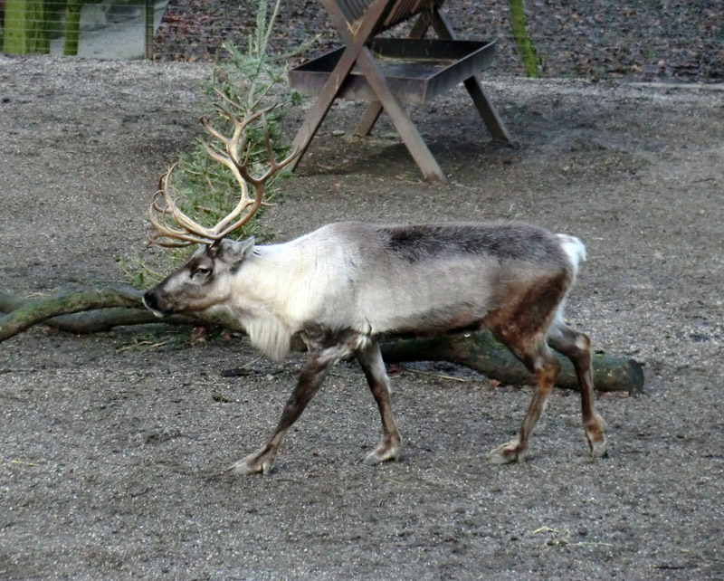 Rentier im Zoologischen Garten Wuppertal am 15. Januar 2012