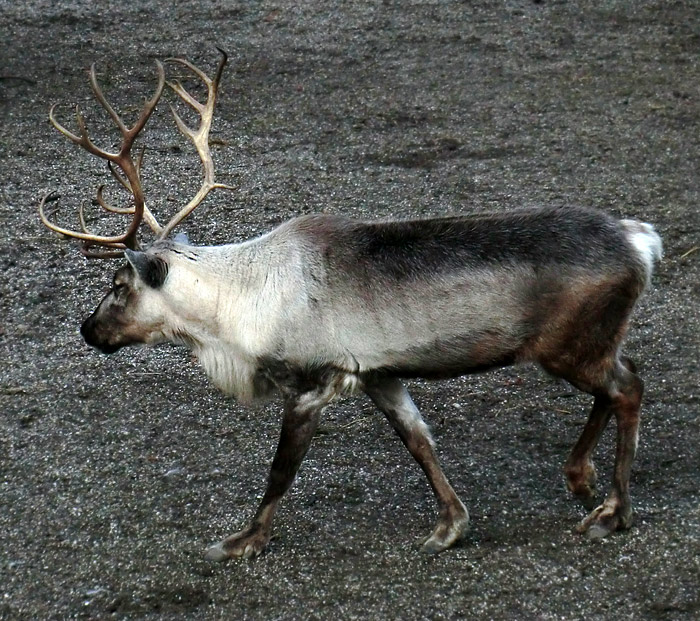 Rentier im Wuppertaler Zoo am 15. Januar 2012