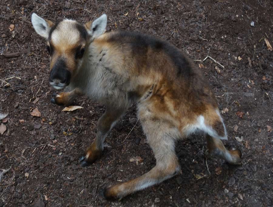 Rentier Jungtier im Zoologischen Garten Wuppertal im Mai 2015