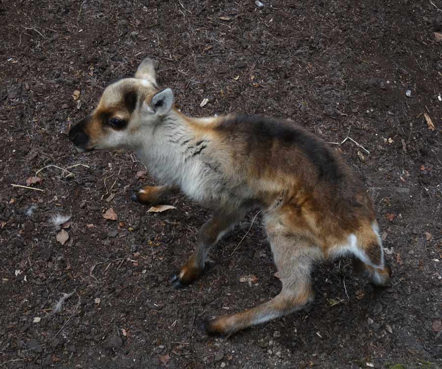 Rentier Jungtier im Grünen Zoo Wuppertal im Mai 2015