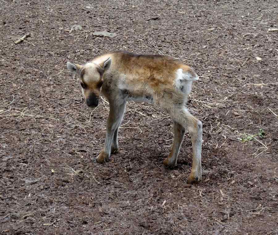 Rentier Jungtier im Wuppertaler Zoo im Mai 2015