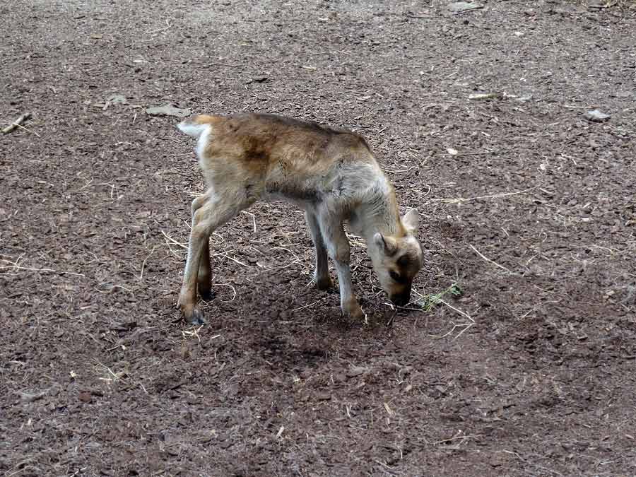 Rentier Jungtier im Zoo Wuppertal im Mai 2015