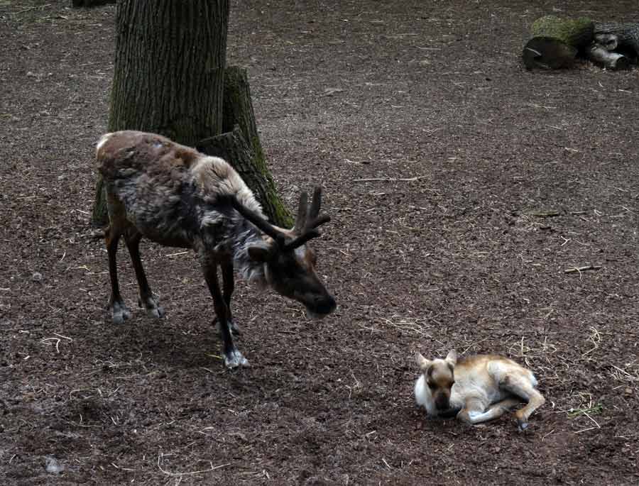 Rentier Jungtier im Zoologischen Garten Wuppertal im Mai 2015