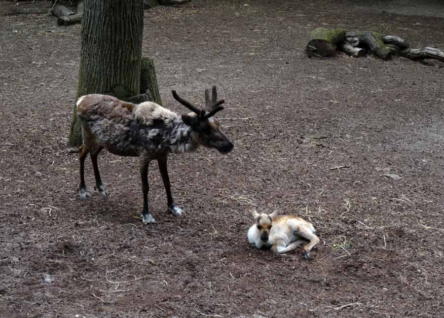 Rentier Jungtier im Grünen Zoo Wuppertal im Mai 2015