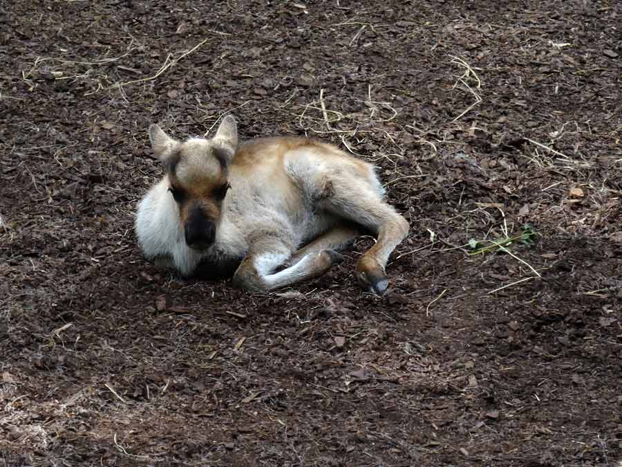 Rentier Jungtier im Wuppertaler Zoo im Mai 2015