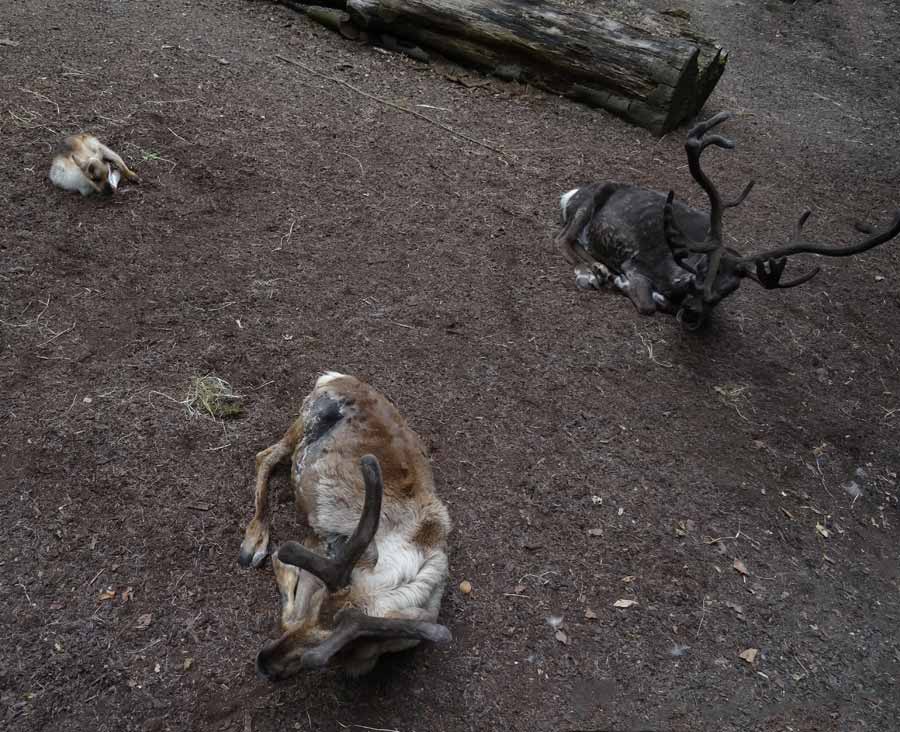 Rentier Jungtier im Zoologischen Garten Wuppertal im Mai 2015