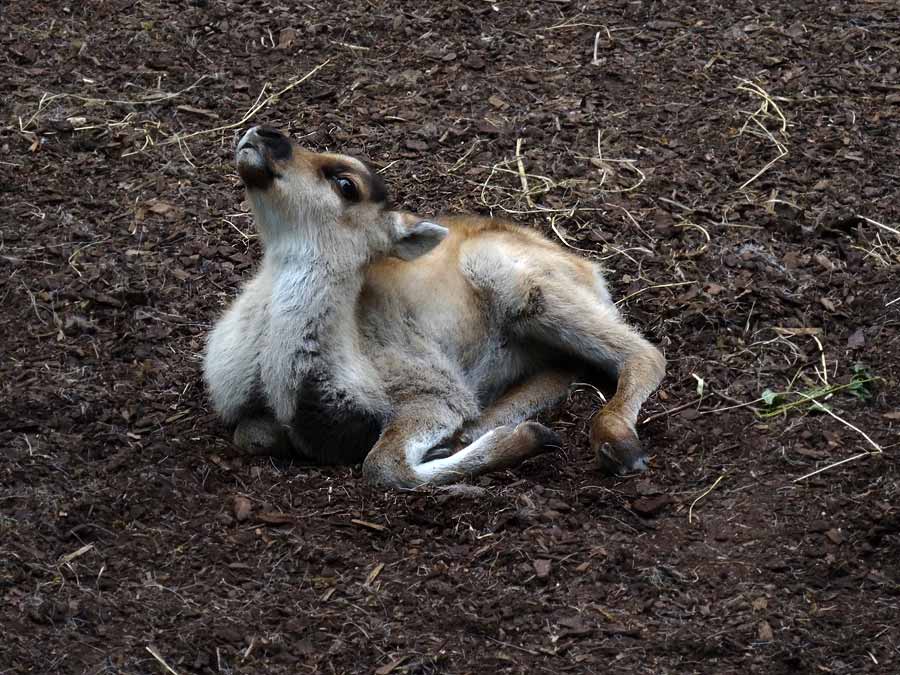 Rentier Jungtier im Grünen Zoo Wuppertal im Mai 2015