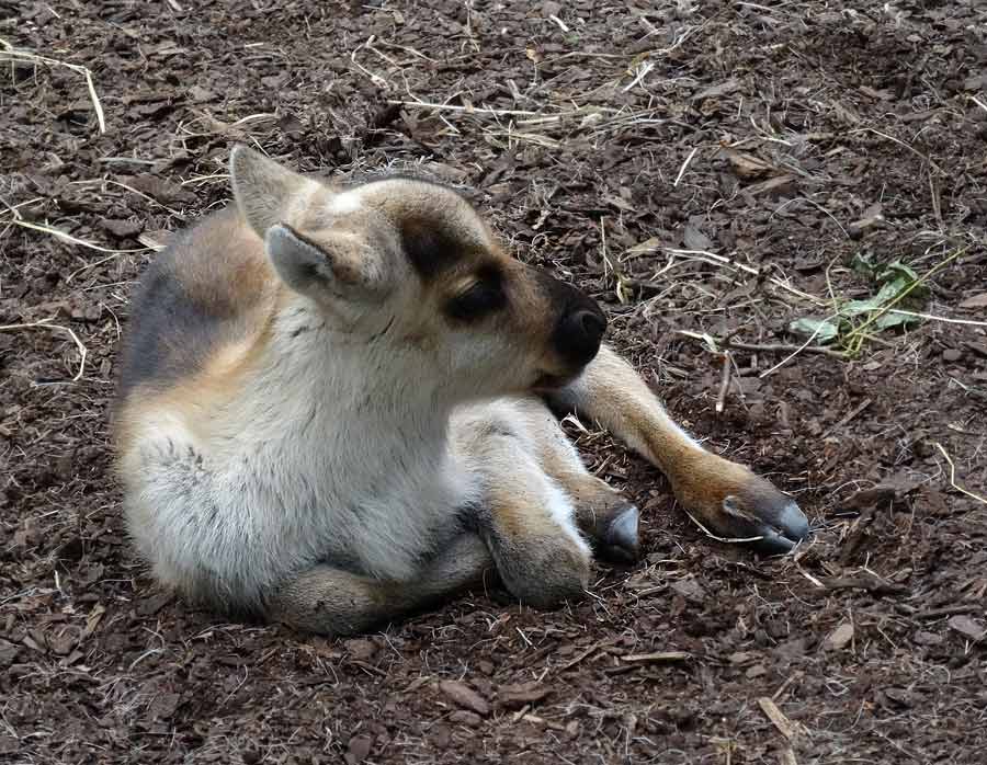 Rentier Jungtier im Wuppertaler Zoo im Mai 2015