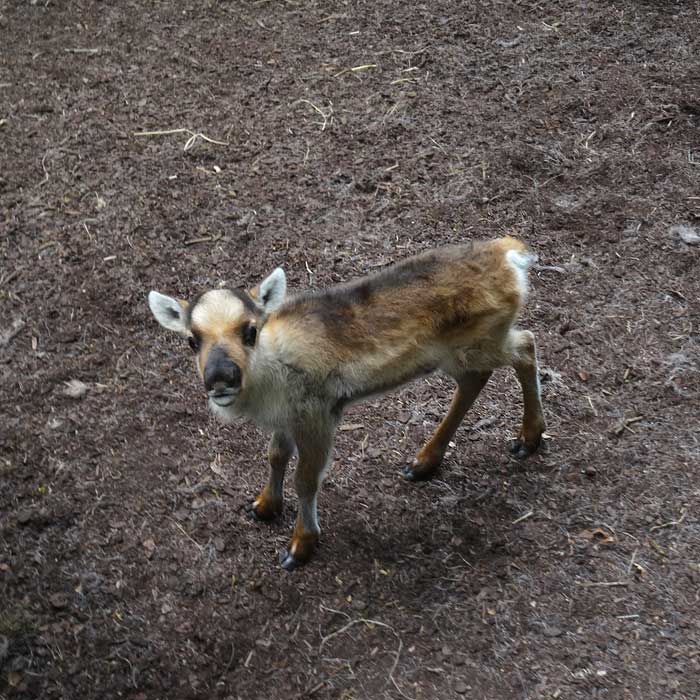 Rentier Jungtier im Wuppertaler Zoo im Mai 2015