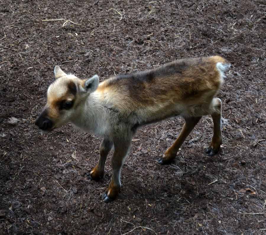 Rentier Jungtier im Zoo Wuppertal im Mai 2015