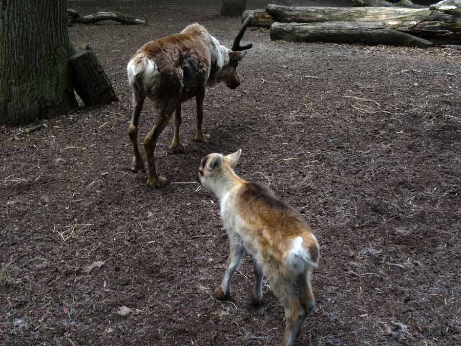 Rentier Jungtier im Zoologischen Garten Wuppertal im Mai 2015