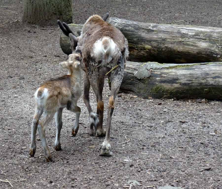 Rentier Jungtier im Grünen Zoo Wuppertal im Mai 2015