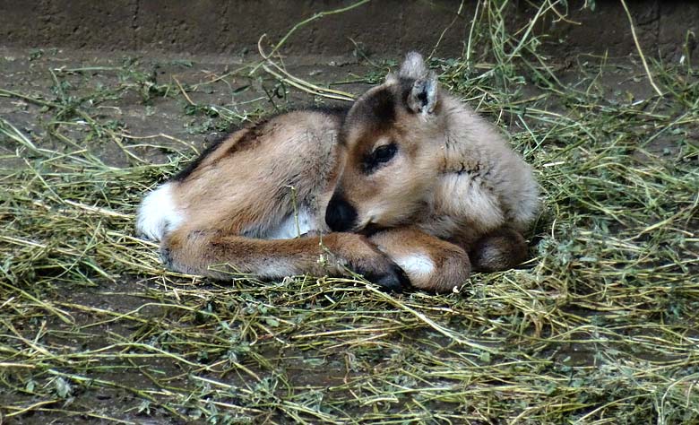 Rentier-Jungtier am 30. April 2016 im Zoo Wuppertal