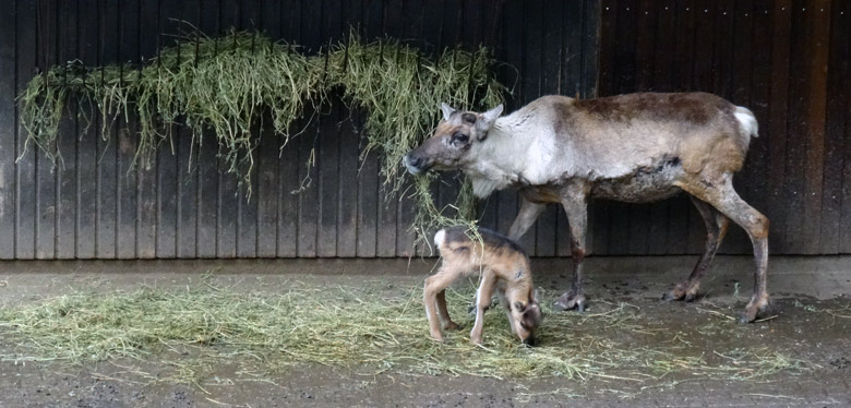 Rentier-Jungtier am 30. April 2016 im Grünen Zoo Wuppertal