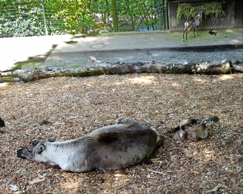 Rentiere mit Jungtieren am 5. Mai 2016 im Zoologischen Garten der Stadt Wuppertal