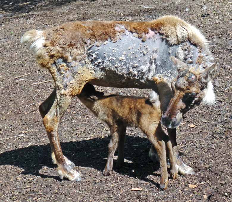 Rentier mit säugendem Jungtier am 5. Mai 2016 im Wuppertaler Zoo