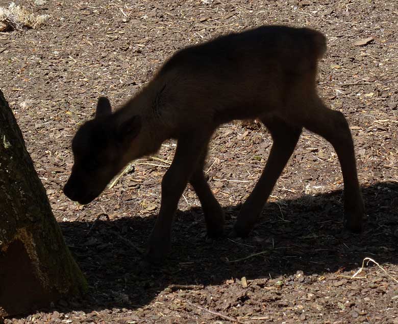 Rentier Jungtier Schattenriss (Silhouette) mit Baumstamm am 5. Mai 2016 im Grünen Zoo Wuppertal