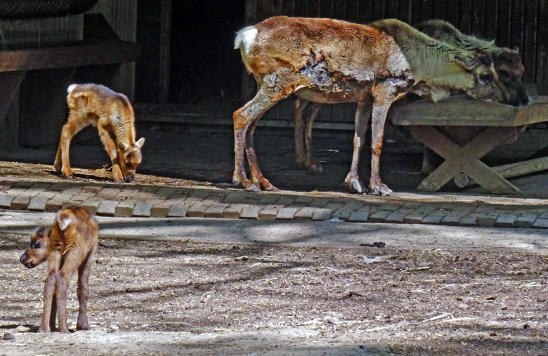 Rentiere mit Jungtieren am 5. Mai 2016 im Zoologischen Garten Wuppertal