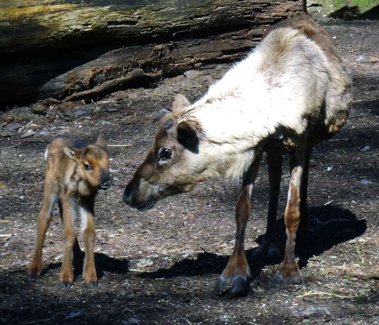 Rentier mit Jungtier am 5. Mai 2016 im Zoo Wuppertal