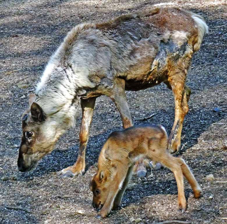 Rentier mit Jungtier am 5. Mai 2016 im Wuppertaler Zoo