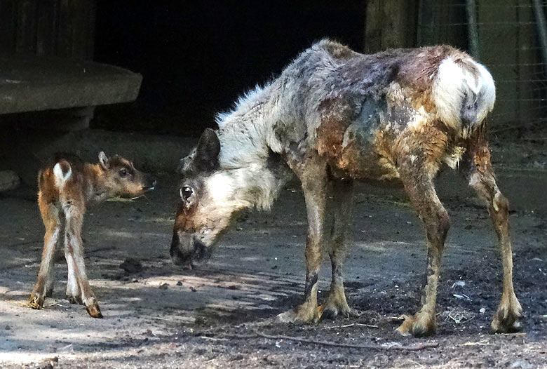 Rentier mit Jungtier am 5. Mai 2016 im Grünen Zoo Wuppertal