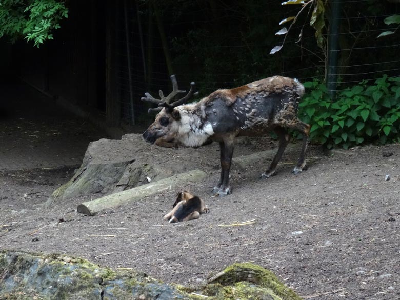 Rentier mit Rentier-Jungtier am 20. Mai 2016 im Grünen Zoo  Wuppertal