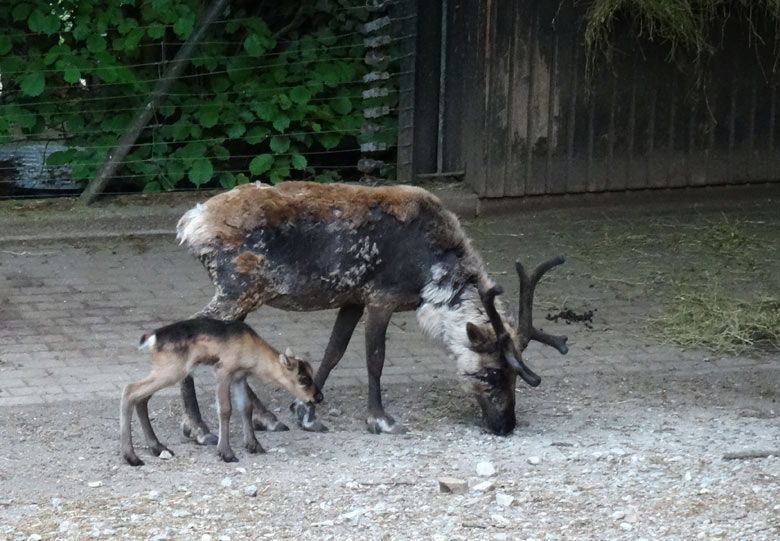 Rentier mit Rentier-Jungtier am 20. Mai 2016 im Wuppertaler Zoo