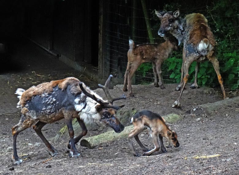 Rentier mit Rentier-Jungtier am 20. Mai 2016 im Zoologischen Garten der Stadt Wuppertal