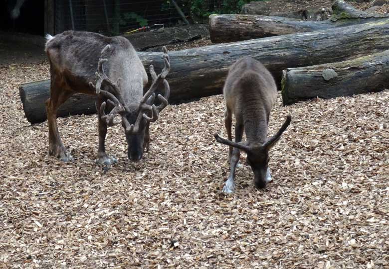 Rentiere am 16. September 2016 im Zoologischen Garten der Stadt Wuppertal