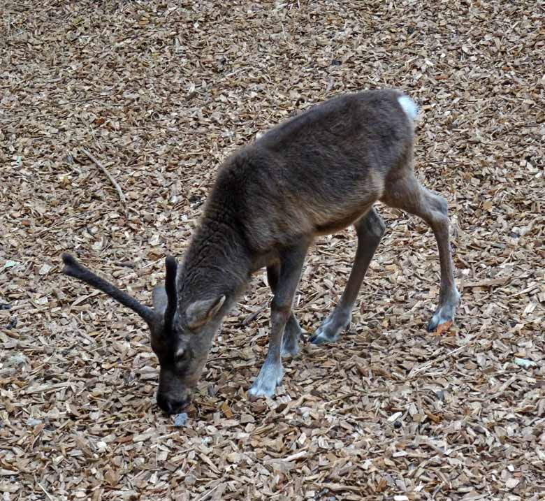 Rentier-Jungutier am 16. September 2016 im Wuppertaler Zoo