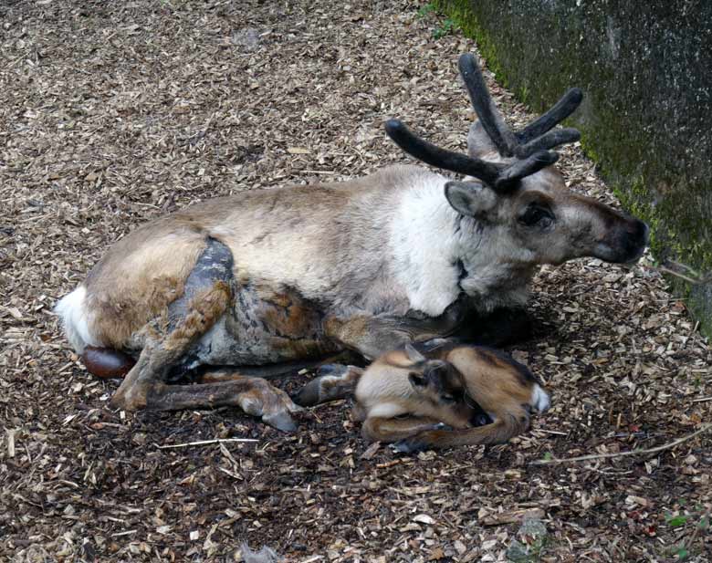 Rentier-Mutter mit Jungtier am 7. Mai 2017 im Zoologischen Garten der Stadt Wuppertal