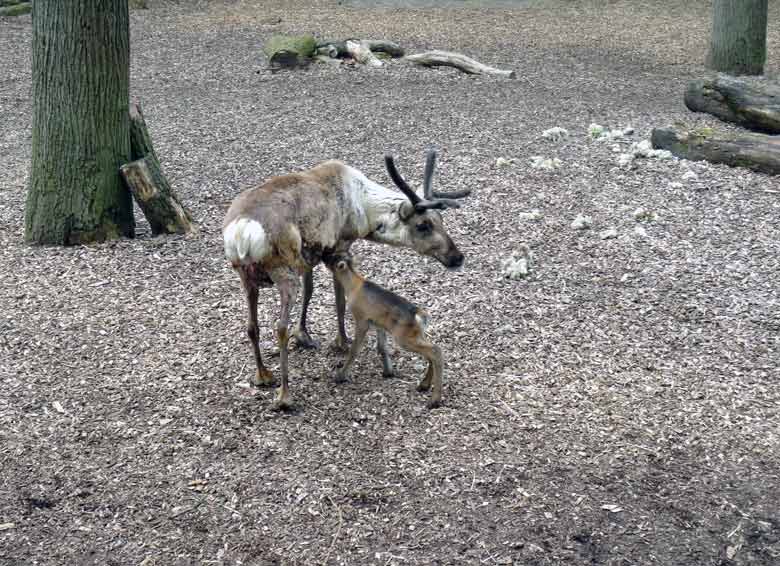 Rentier-Mutter mit Jungtier am 7. Mai 2017 im Zoo Wuppertal