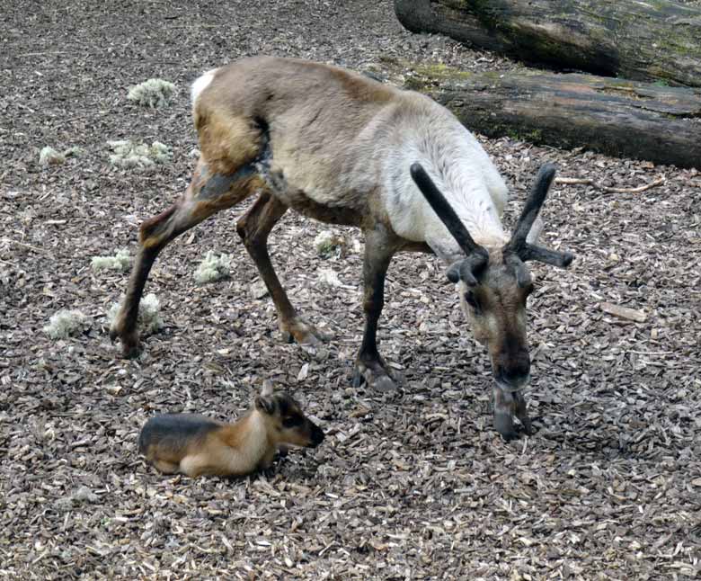 Rentier-Mutter mit Jungtier am 7. Mai 2017 im Zoologischen Garten Wuppertal