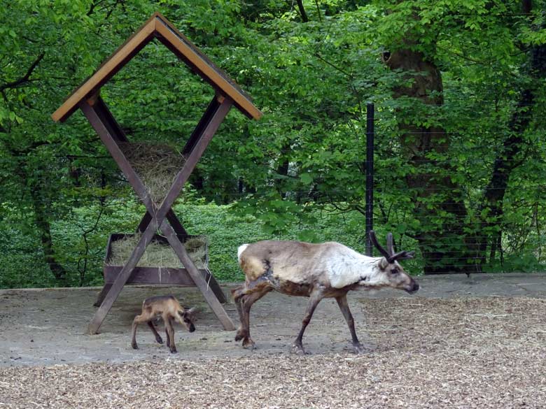 Rentier-Mutter mit Jungtier am späten Nachmittag des 7. Mai 2017 im Grünen Zoo Wuppertal