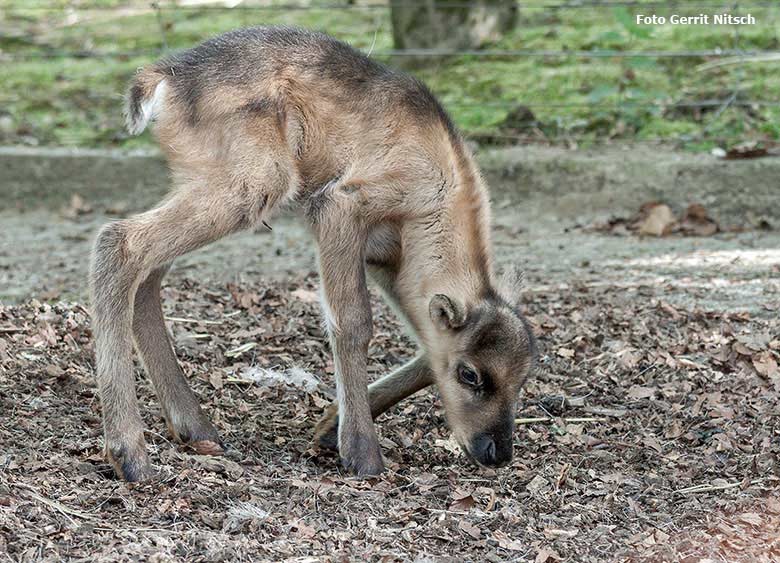 Rentier-Jungtier am 9. Mai 2017 im Wuppertaler Zoo (Foto Gerrit Nitsch)