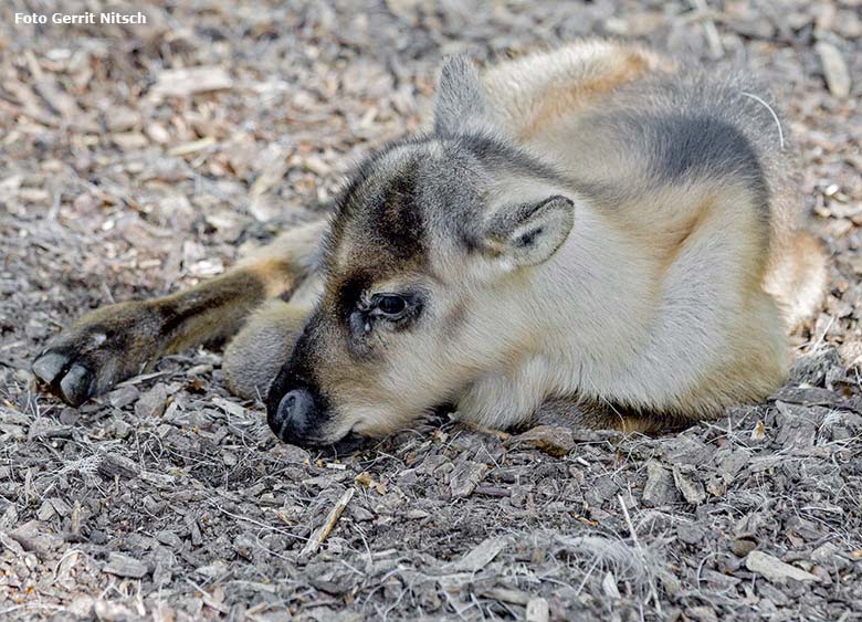 Rentier-Jungtier am 9. Mai 2017 im Grünen Zoo Wuppertal (Foto Gerrit Nitsch)