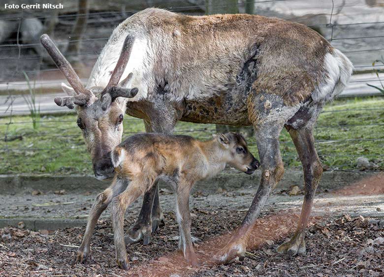 Rentier-Jungtier mit Rentier-Mutter am 9. Mai 2017 im Zoo Wuppertal (Foto Gerrit Nitsch)