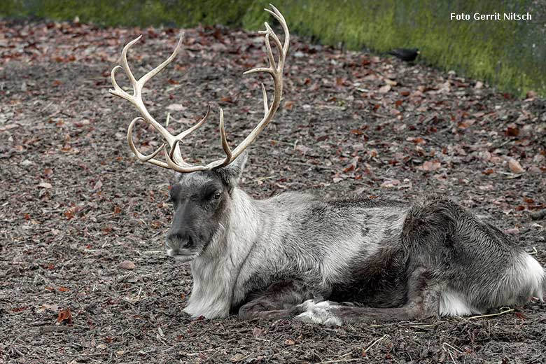 Rentier am 29. Dezember 2017 im Grünen Zoo Wuppertal (Foto Gerrit Nitsch)