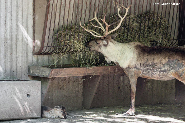 Rentier mit Jungier am 4. Mai 2018 auf der Außenanlage im Zoo Wuppertal (Foto Gerrit Nitsch)