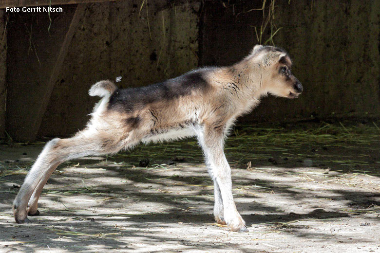 Rentier-Nachwuchs am 4. Mai 2018 auf der Außenanlage im Wuppertaler Zoo (Foto Gerrit Nitsch)