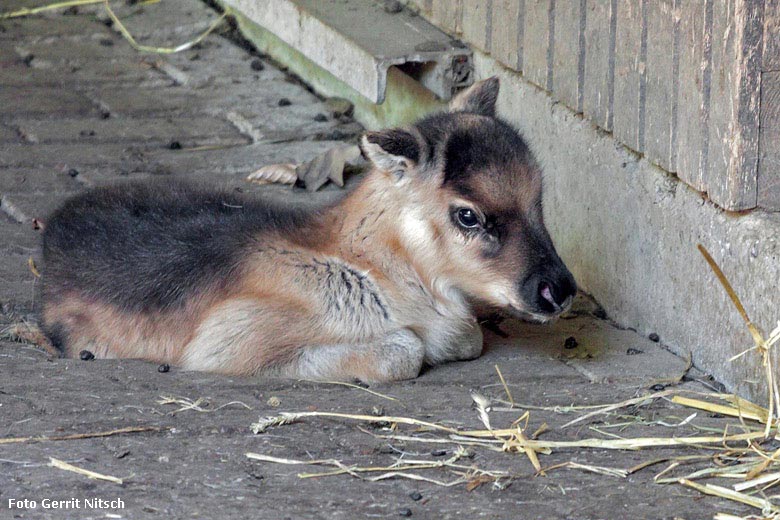 Rentier-Nachwuchs am 4. Mai 2018 auf der Außenanlage im Grünen Zoo Wuppertal (Foto Gerrit Nitsch)