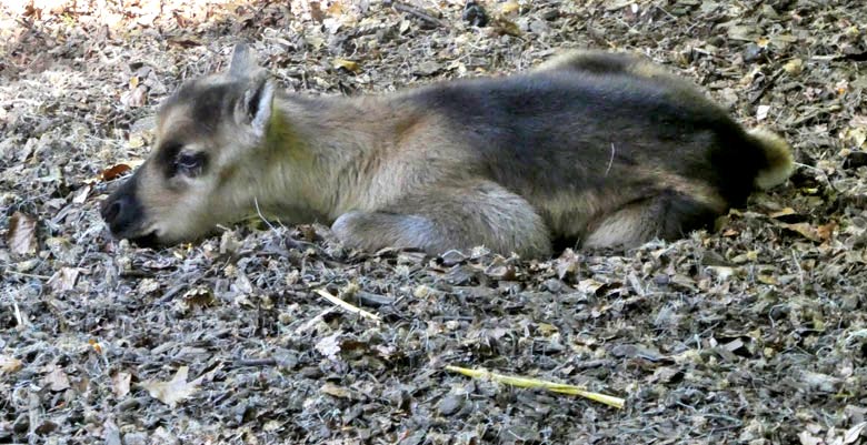 Wenige Stunden altes Rentier-Jungtier am 7. Mai 2018 auf der Außenanlage im Grünen Zoo Wuppertal