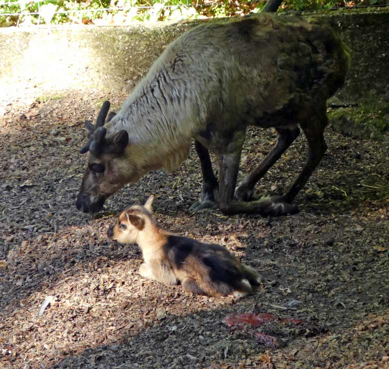 Wenige Stunden altes Rentier-Jungtier am 7. Mai 2018 auf der Außenanlage im Zoo Wuppertal