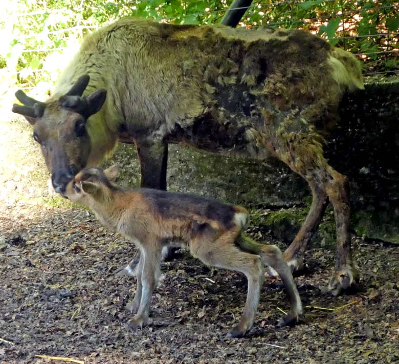 Wenige Stunden altes Rentier-Jungtier am 7. Mai 2018 auf der Außenanlage im Zoologischen Garten der Stadt Wuppertal