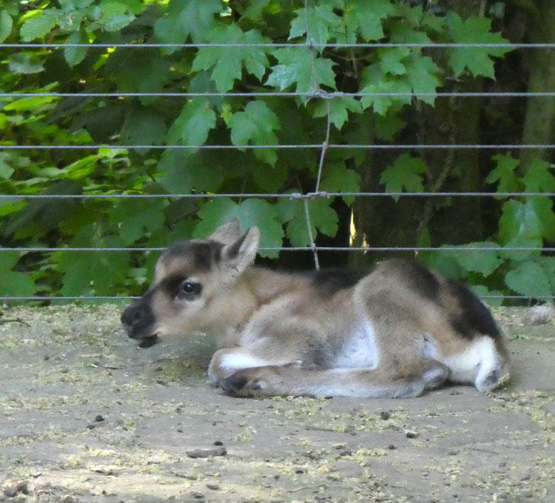 Männliches Rentier-Jungtier am 8. Mai 2018 im Grünen Zoo Wuppertal