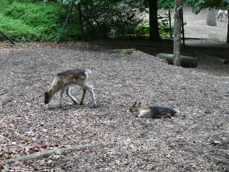 Gehendes weibliches und liegendes männliches Rentier-Jungtier am 13. Mai 2018 auf der Außenanlage im Grünen Zoo Wuppertal