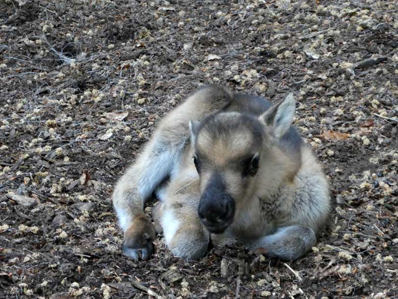 Männliches Rentier-Jungtier am 13. Mai 2018 auf der Außenanlage im Zoo Wuppertal