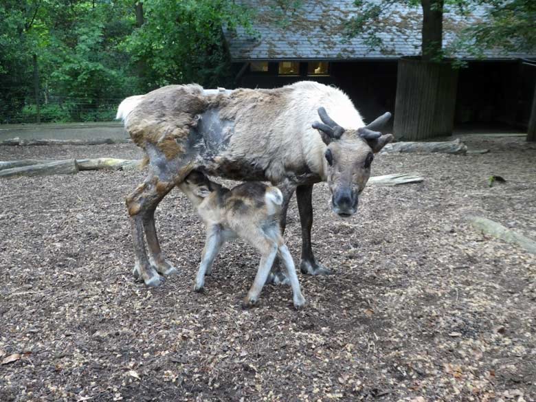 Säugendes Rentier mit einem männlichen Jungtier am 13. Mai 2018 auf der Außenanlage im Wuppertaler Zoo