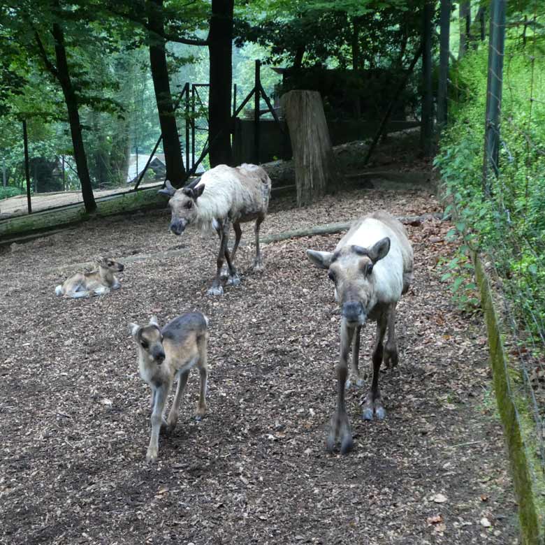 Zwei Rentier-Mütter mit je einem Jungtier am 13. Mai 2018 auf der Außenanlage im Zoologischen Garten Wuppertal